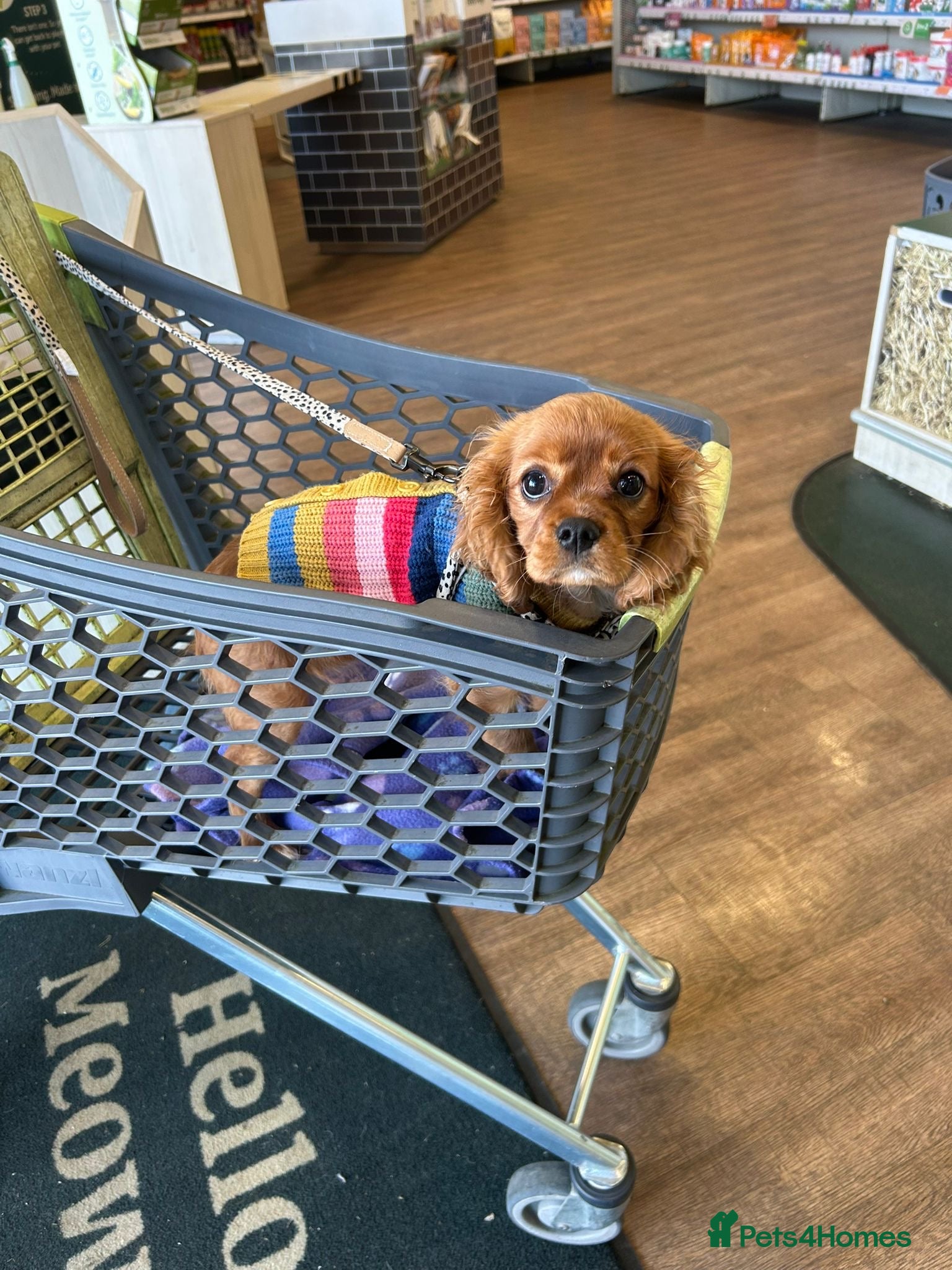 Cavalier King Charles Spaniel dogs Poppy KC registered cavalier King Charles  - Advert 1