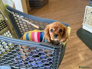 Cavalier King Charles Spaniel dogs Poppy KC registered cavalier King Charles - Advert 1