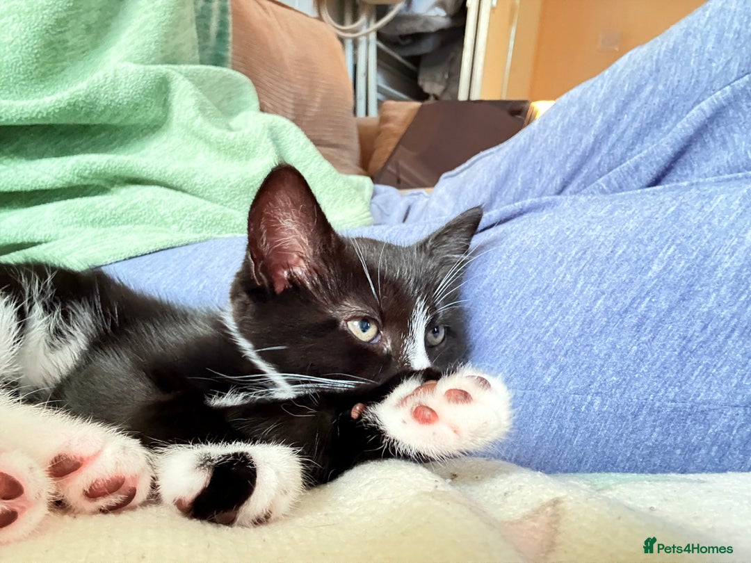 Mixed Breed cats for sale: Kittens  - Image 13