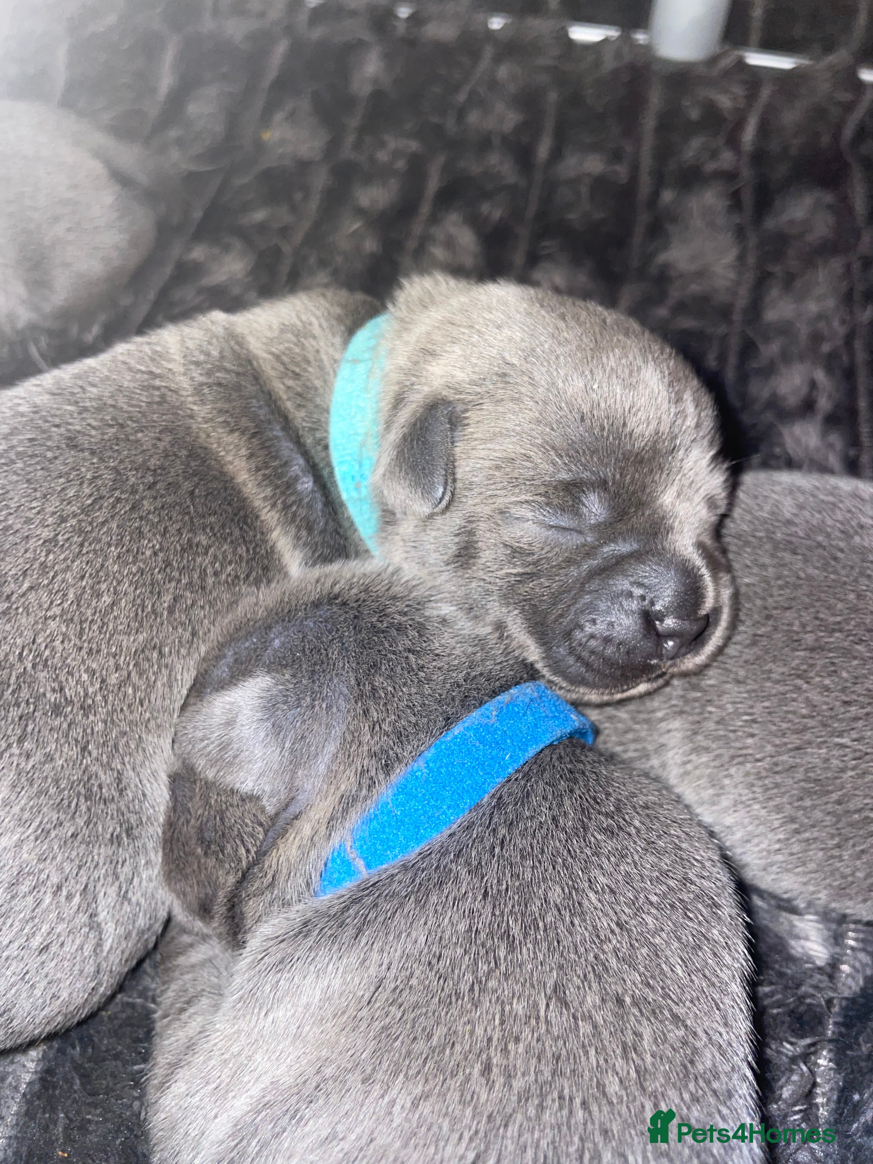 Staffordshire Bull Terrier dogs 7 beautiful KC staffy puppy’s - Advert 5