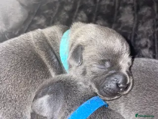 Staffordshire Bull Terrier dogs 7 beautiful KC staffy puppy’s - Advert 5