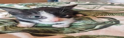 Mixed Breed cats for sale: Stunning litter of kittens - Advert 8