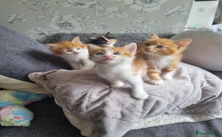 RagaMuffin cats - Advert 1