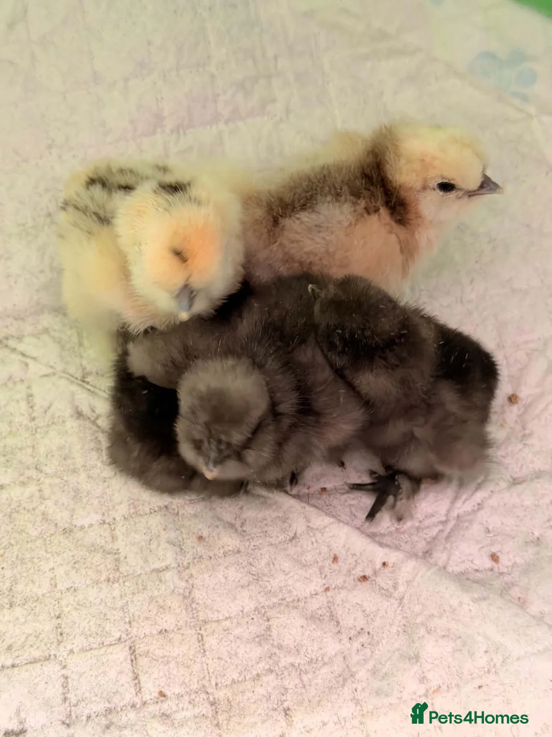 Chickens poultry for sale: USA silkie chicks PURE BRED  - Advert 1