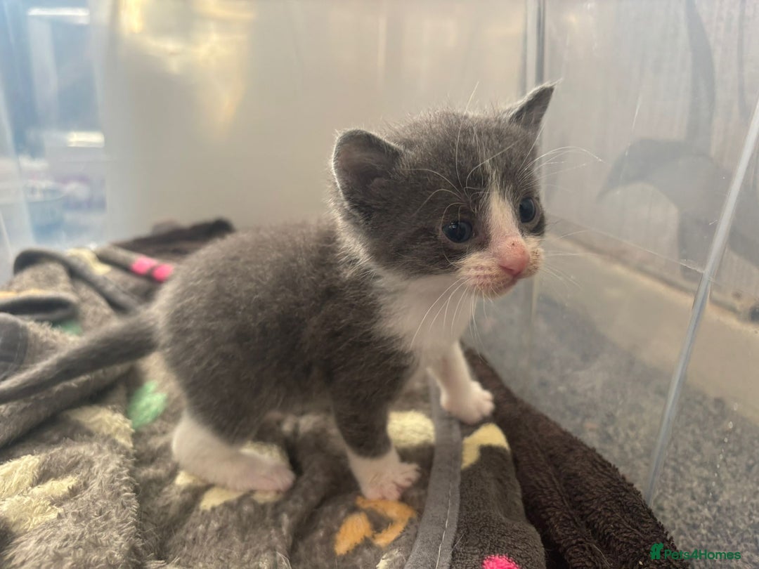 Domestic Shorthair cats for sale: Gorgeous kittens for sale. - Image 6