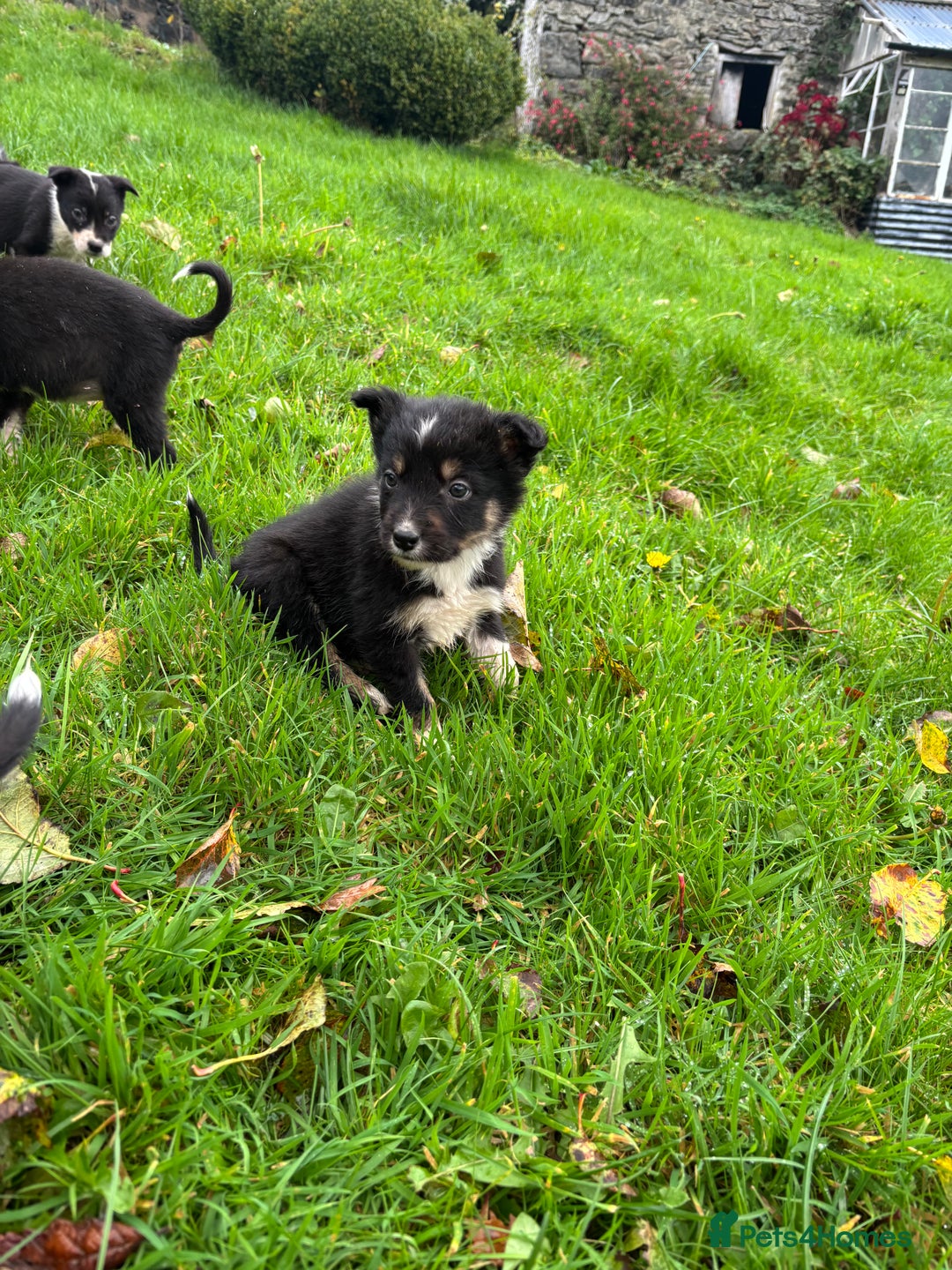 Border Collie dogs for sale: Stunning Tricoulored border collie puppie - Advert 1