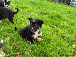 Border Collie dogs Stunning Tricoulored border collie puppie - Advert 17