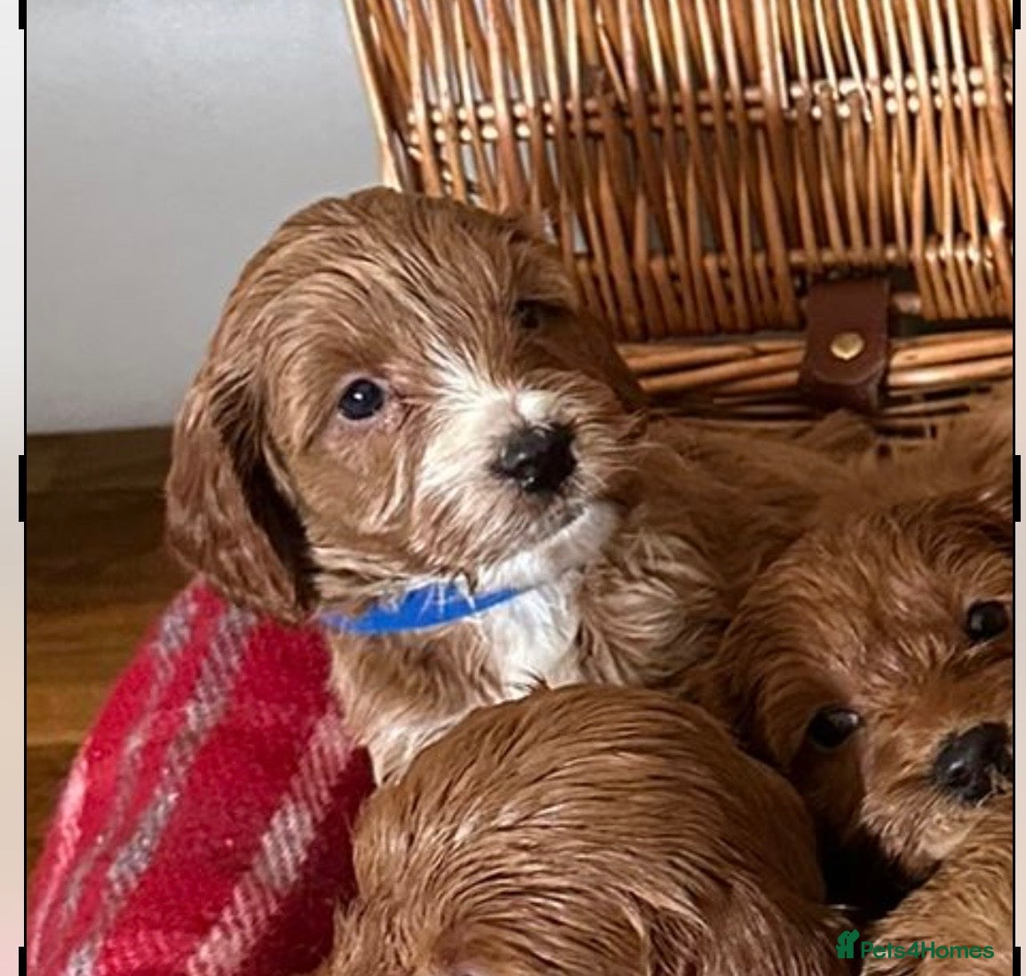 Cockapoo dogs F1 miniature Cockapoo  - Advert 2