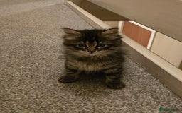 Ragdoll cats for sale: 4 rag doll kittens available  - Image 6