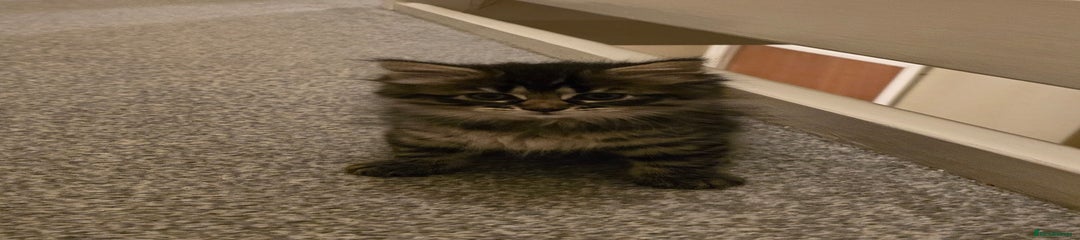 Ragdoll Kitten 3