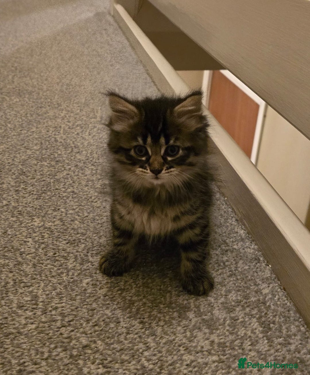 Ragdoll cats for sale: 4 rag doll kittens available  - Image 6