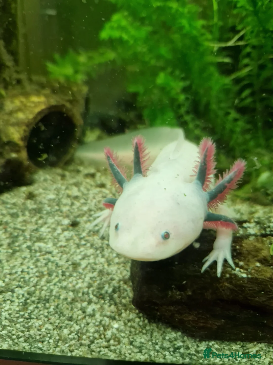 Axolotl reptiles for sale: Lucianic Axolotl Babies – 5-6 Weeks Harrow - Advert 1