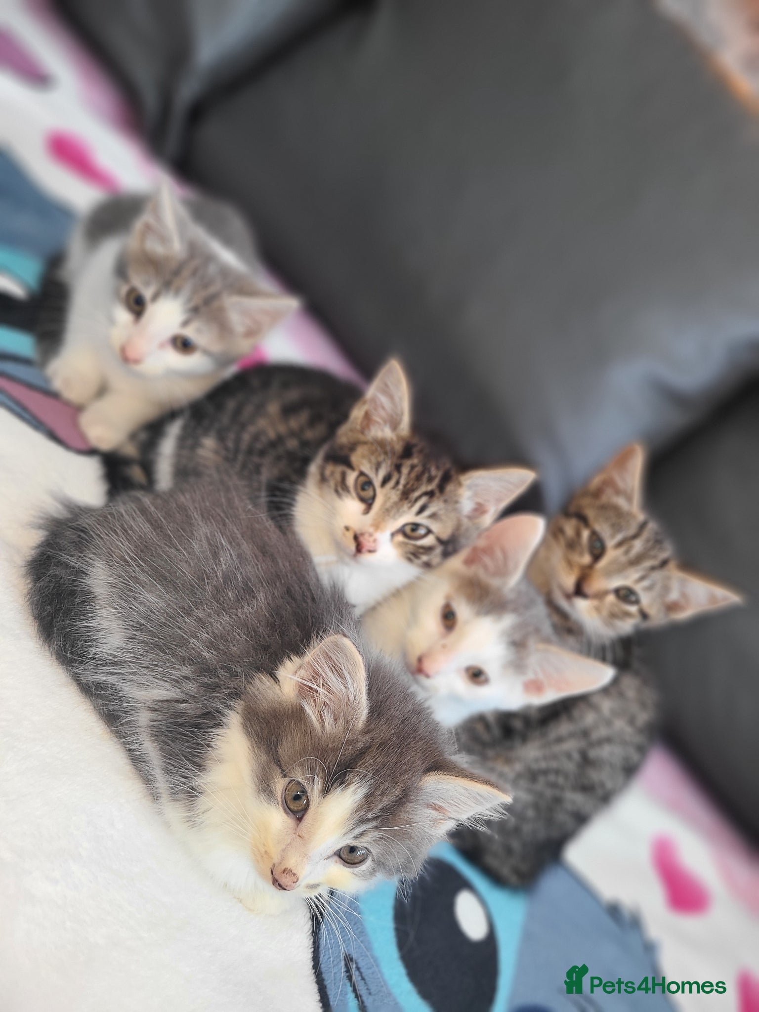 Mixed Breed cats 5 stunning kittens  - Advert 6