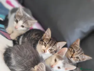Mixed Breed cats 5 stunning kittens - Advert 6