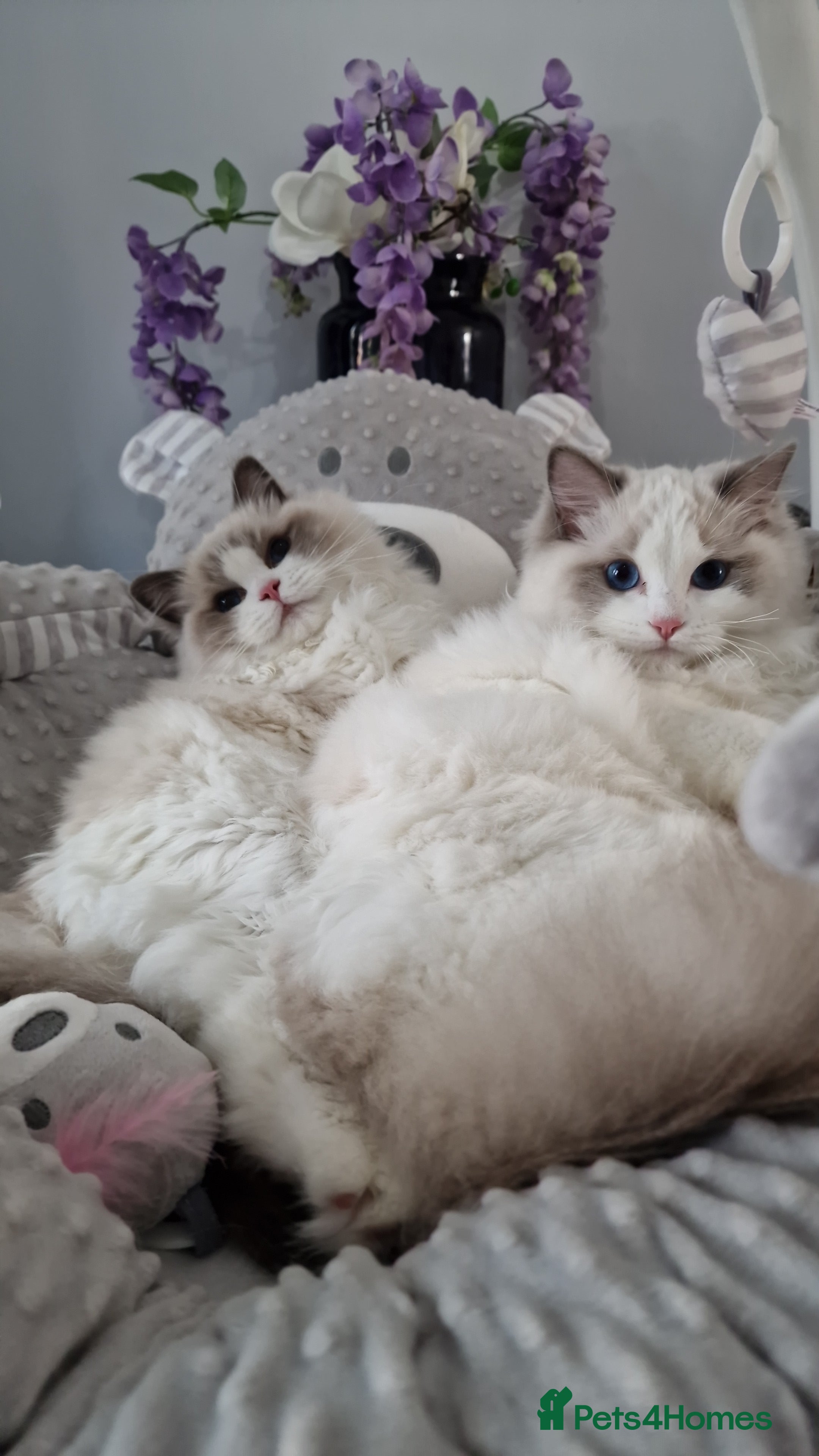 Ragdoll cats 🎀✨️Exclusive top quality kittens🎀 from🏆lines✨️ - Advert 4
