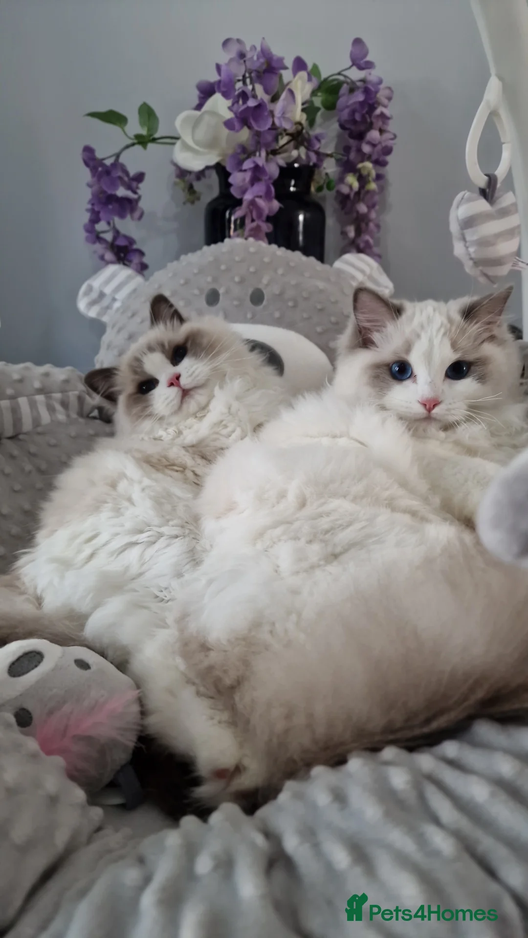 Ragdoll cats for sale: 🎀✨️Exclusive top quality kittens🎀 from🏆lines✨️ - Advert 6