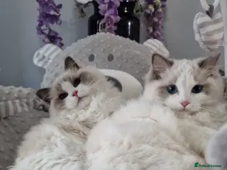 Ragdoll cats 🎀✨️Exclusive top quality kittens🎀 from🏆lines✨️ - Advert 4