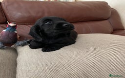 Cocker Spaniel dogs for sale:  Cocker spaniel puppies  - Advert 22