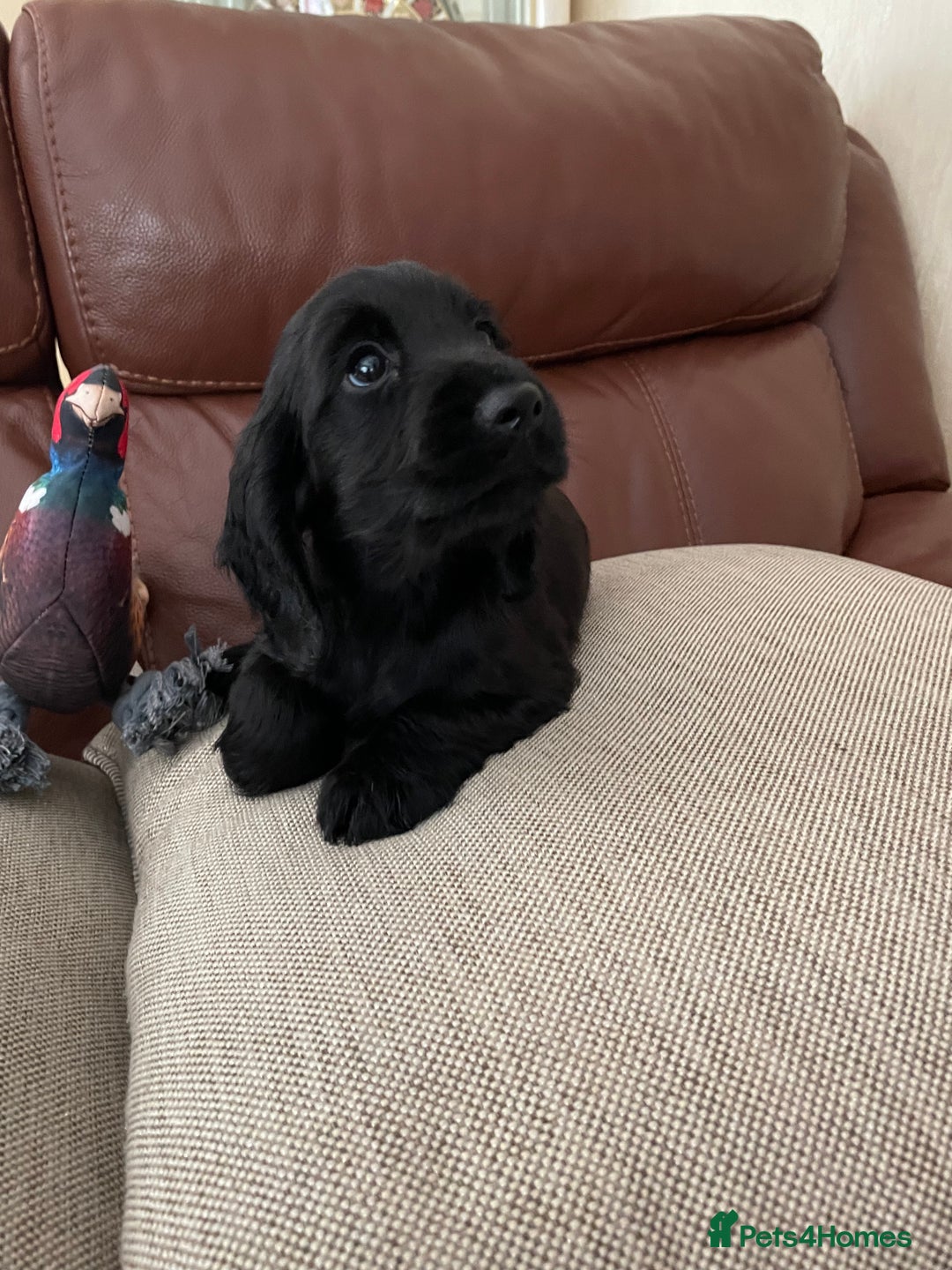 Cocker Spaniel dogs for sale:  Cocker spaniel puppies  - Advert 22