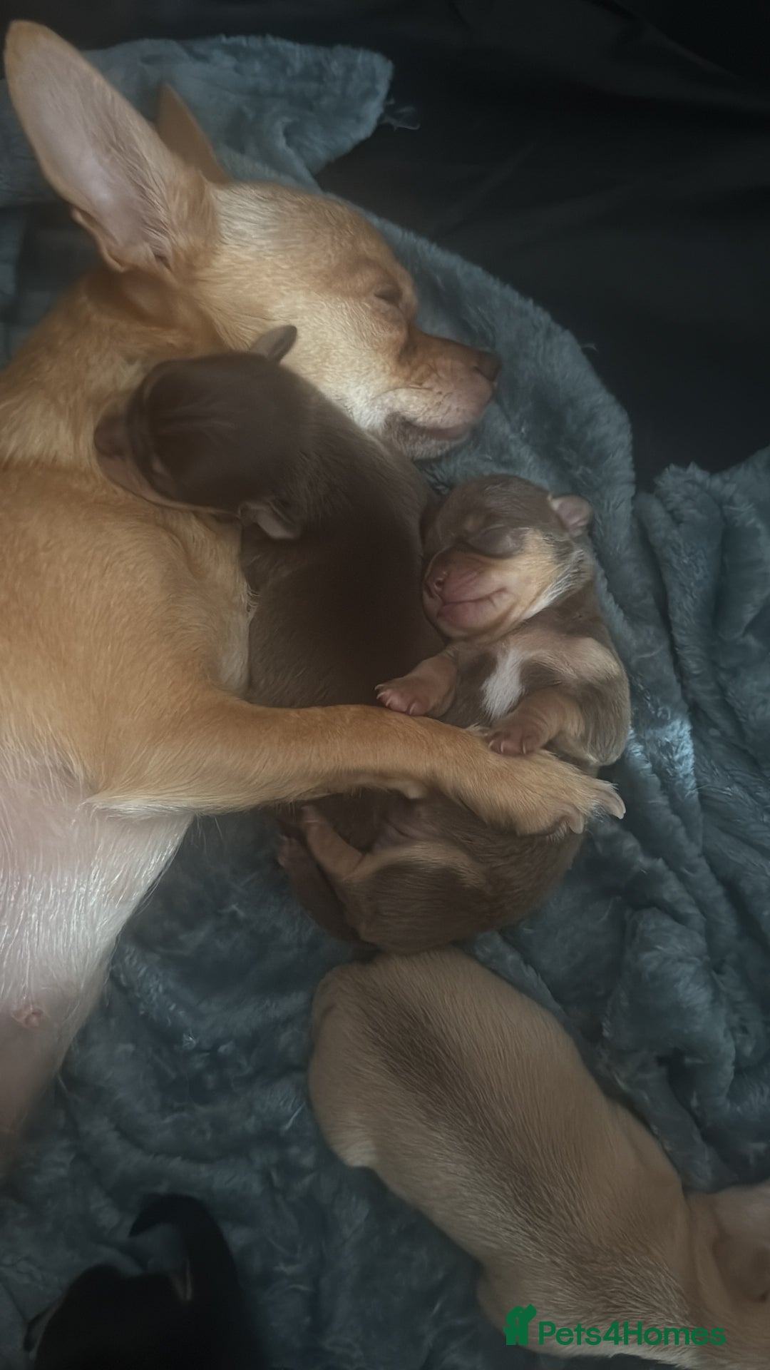Chihuahua dogs for sale: Chihuahua Puppies Looking for Their Forever Homes - Image 5