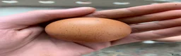 Chickens poultry for sale: Chicken hatching eggs  - Advert 4