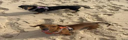 Miniature Dachshund dogs for sale: 5 beautiful Miniature Dachshunds  in Wymondham - Advert 3