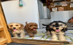 Cockapoo dogs for sale: F1 pra clear Cockapoos (council licensed breeder) - Image 12