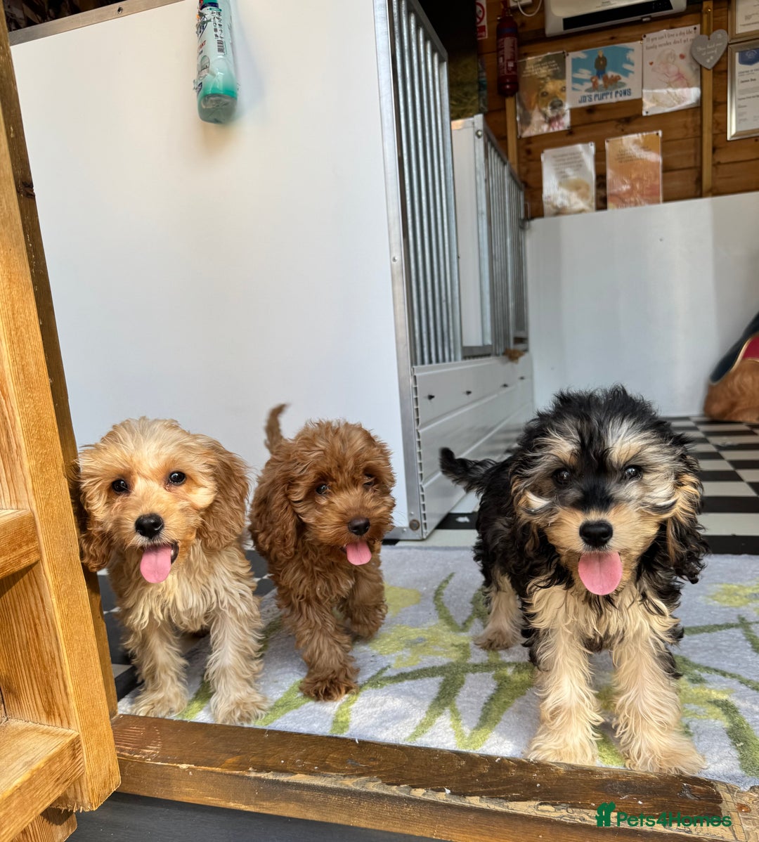 Cockapoo dogs for sale: F1 pra clear Cockapoos (council licensed breeder) - Image 12