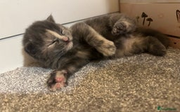 Maine Coon cats for sale: Beautiful mainecoon crosses - Advert 5