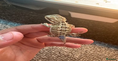 Dragon reptiles - Advert 10