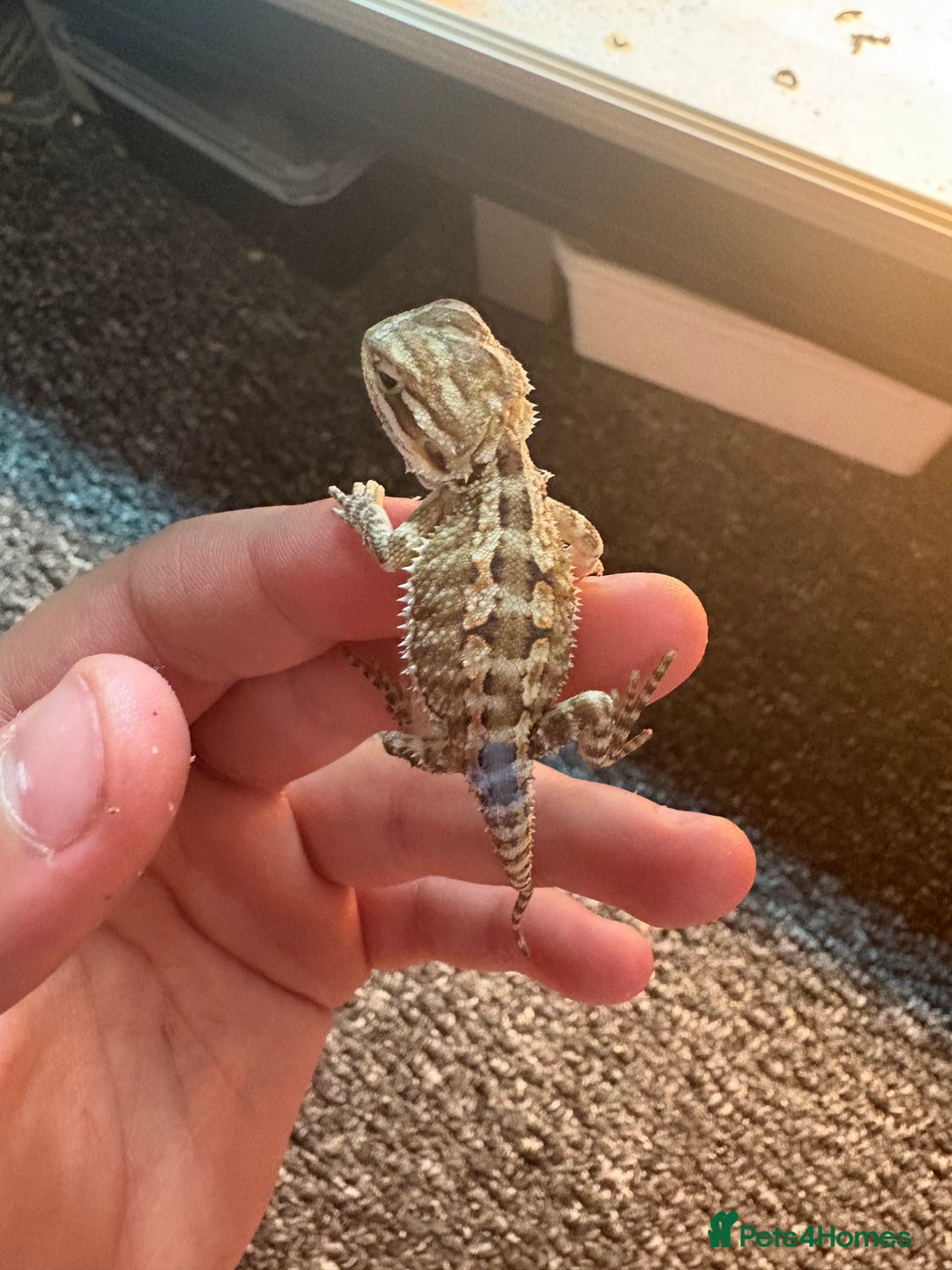 Dragon reptiles for sale: Viticans dragon - Image 5