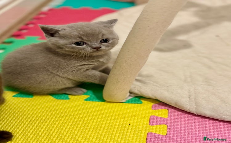 British Shorthair cats - Advert 8