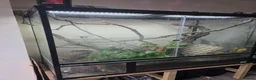 Gecko reptiles for sale: 4x4x2 terrarium and baby cresties read description - Advert 3