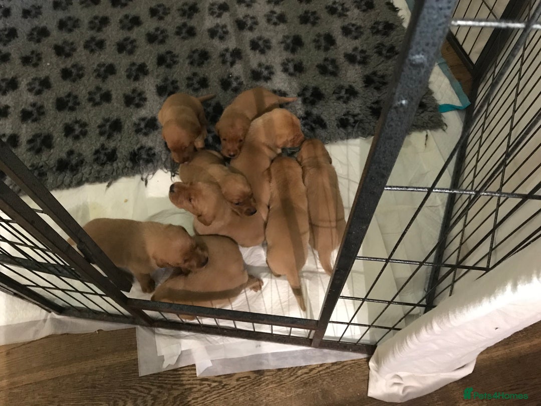Labrador Retriever dogs for sale: Fox red Labrador puppies  - Image 4