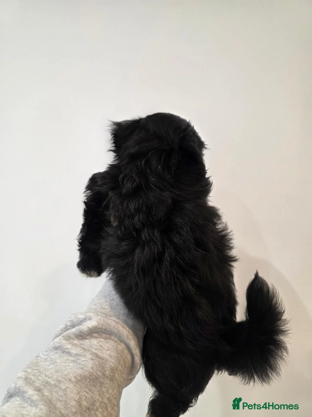 Shih Tzu dogs for sale: 6 mixed shitzu puppies  in Bridgend - Advert 21