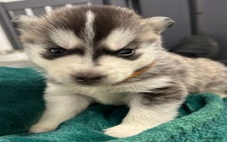 Siberian Husky dogs for sale: KC Lovingly Raised Siberian Husky Puppies - Image 4