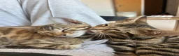 Bengal cats for sale: 2 Bengal kittens  in Coventry - Advert 4