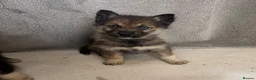 Shepsky dogs for sale: German shepherd cross husky puppy’s  - Advert 7