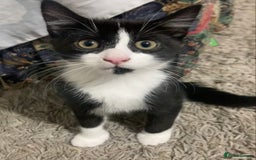 Mixed Breed cats for sale: Black and white tuxedo kittens for sale - Image 7