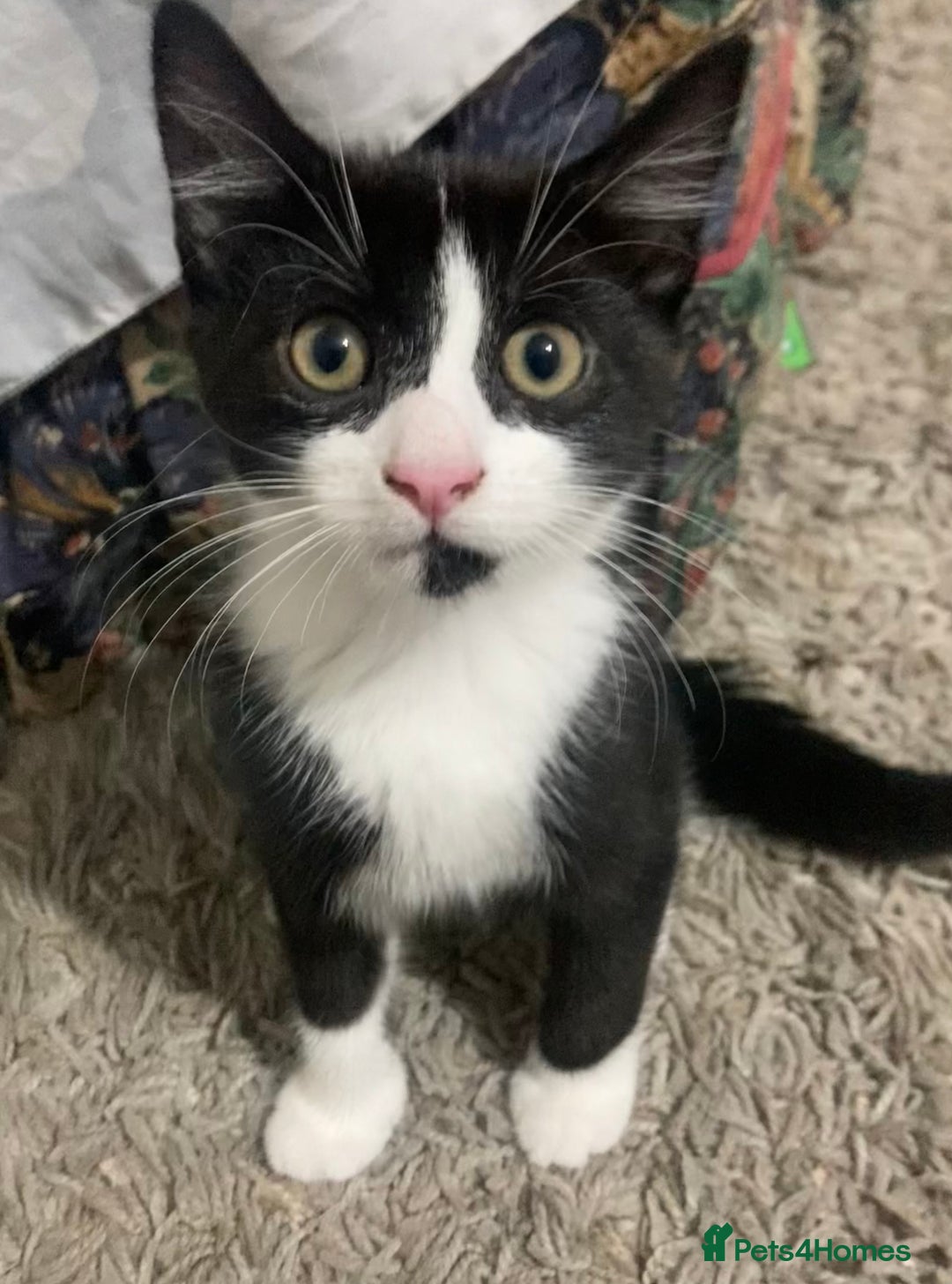 Mixed Breed cats for sale: Black and white tuxedo kittens for sale - Image 7
