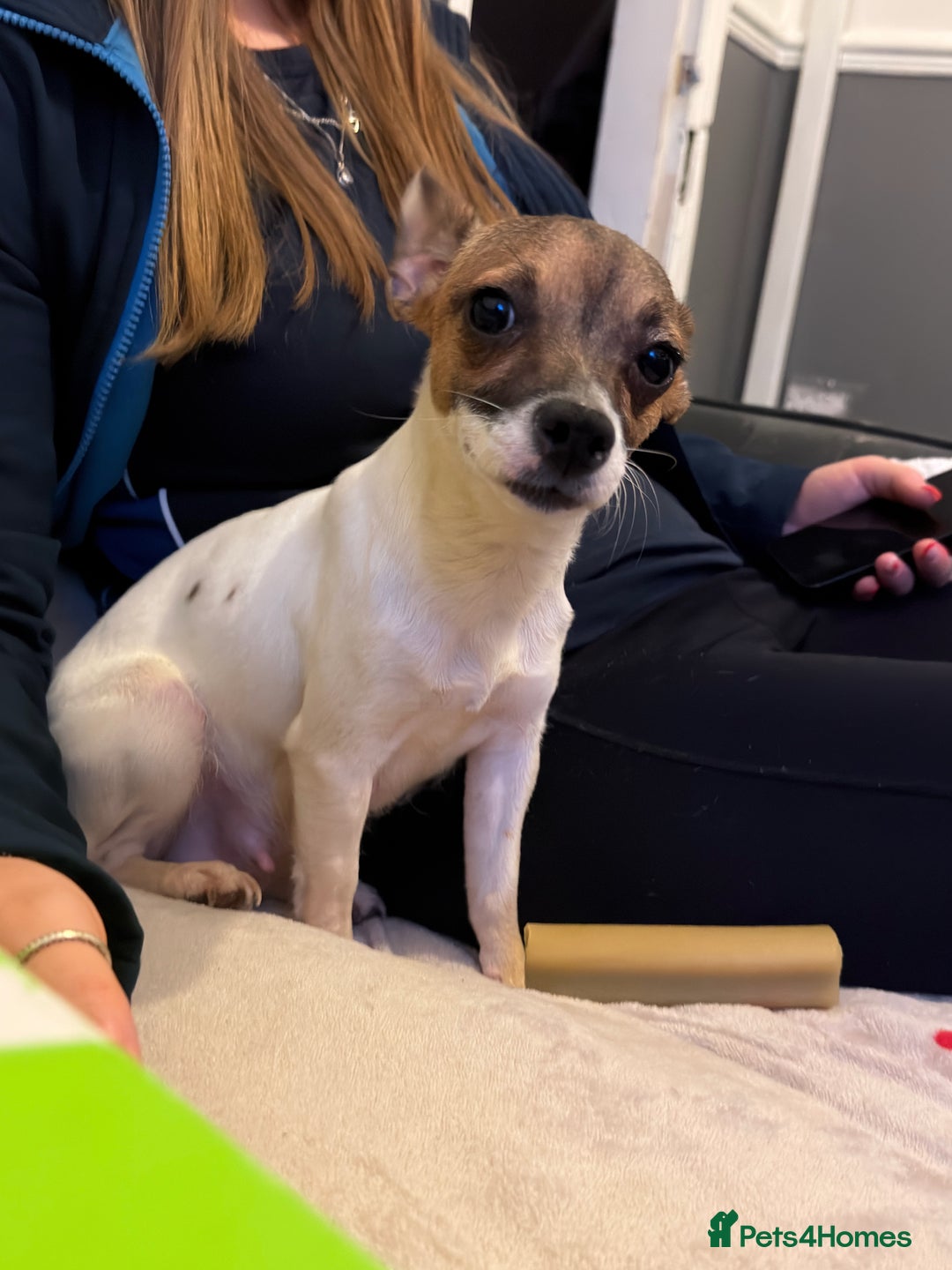 Mixed Breed dogs for sale: 1/2 chihuahua 1/2 jack Russel pup - Advert 5