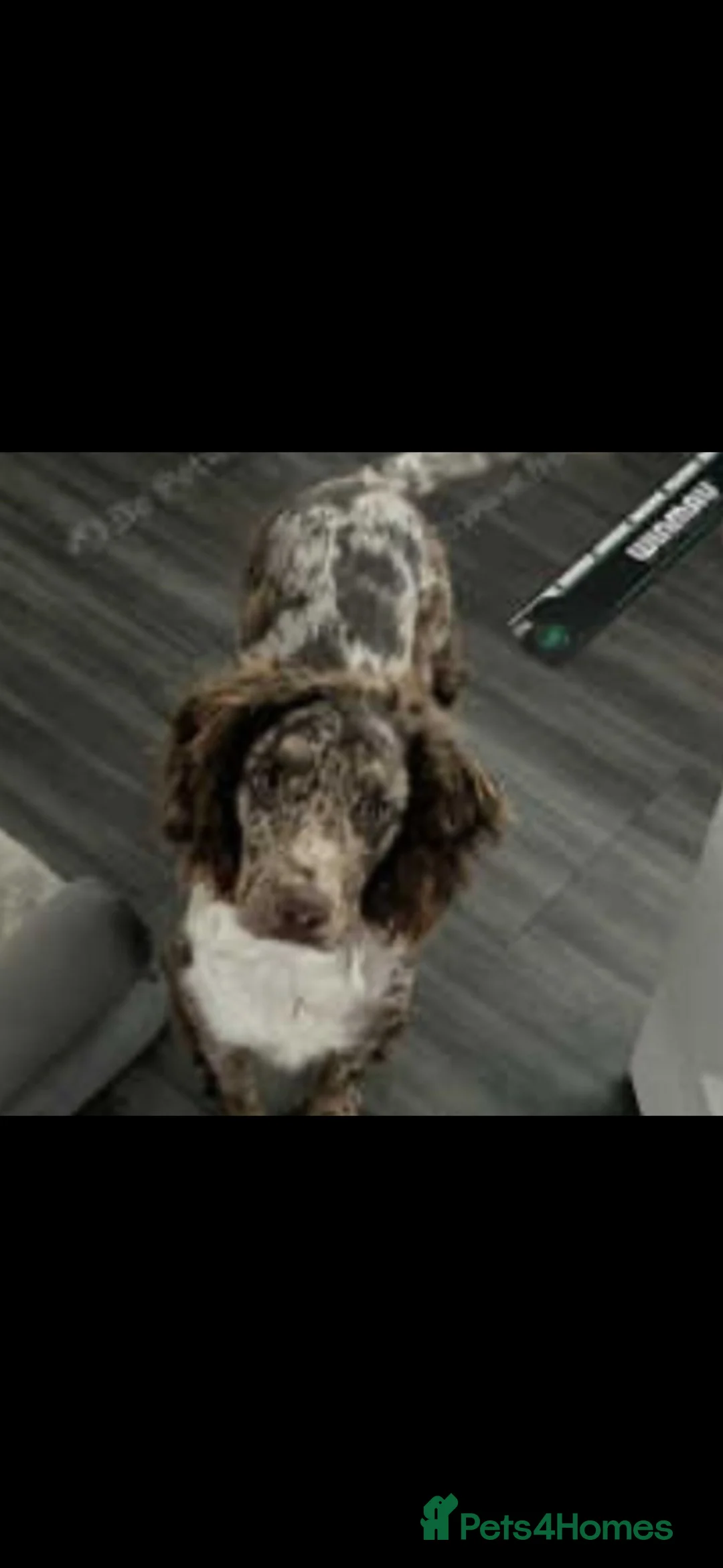 Cocker Spaniel dogs for sale: Cocker spaniel puppies - Advert 11