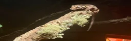 Gecko reptiles for sale: Gargoyle gecko  in Liverpool - Advert 2