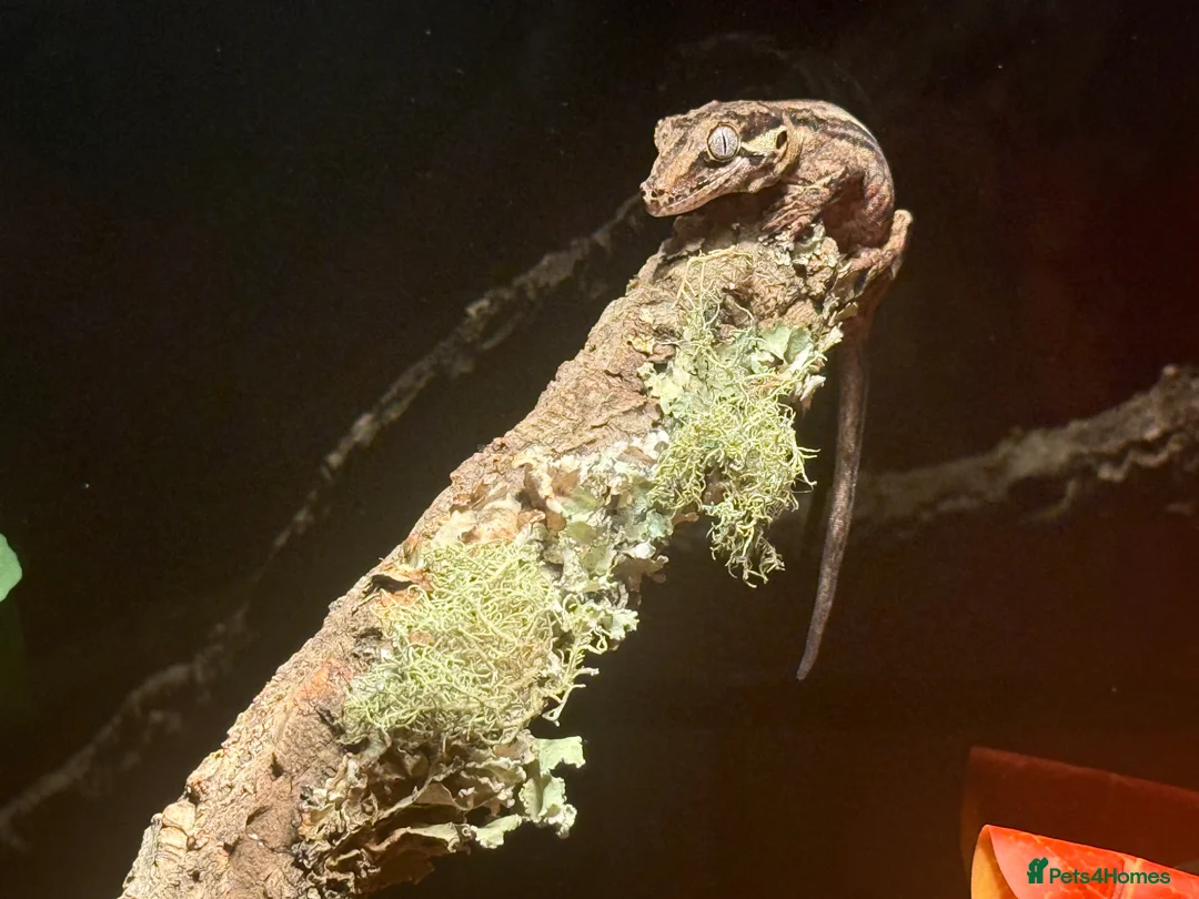 Gecko reptiles for sale: Gargoyle gecko  in Liverpool - Advert 2