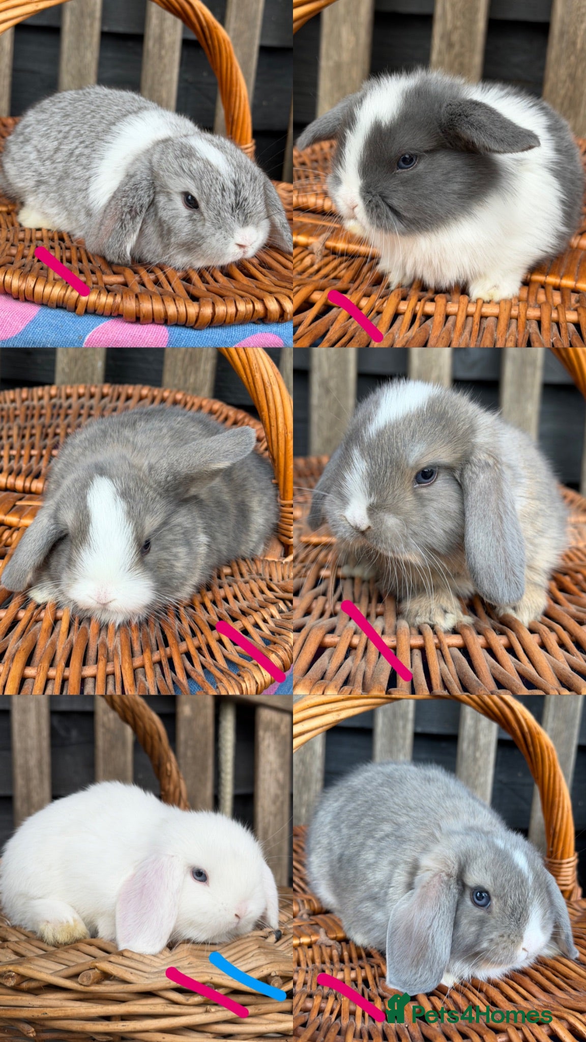 Mini Lop rabbits Pure bred mini lop rabbits  - Advert 1