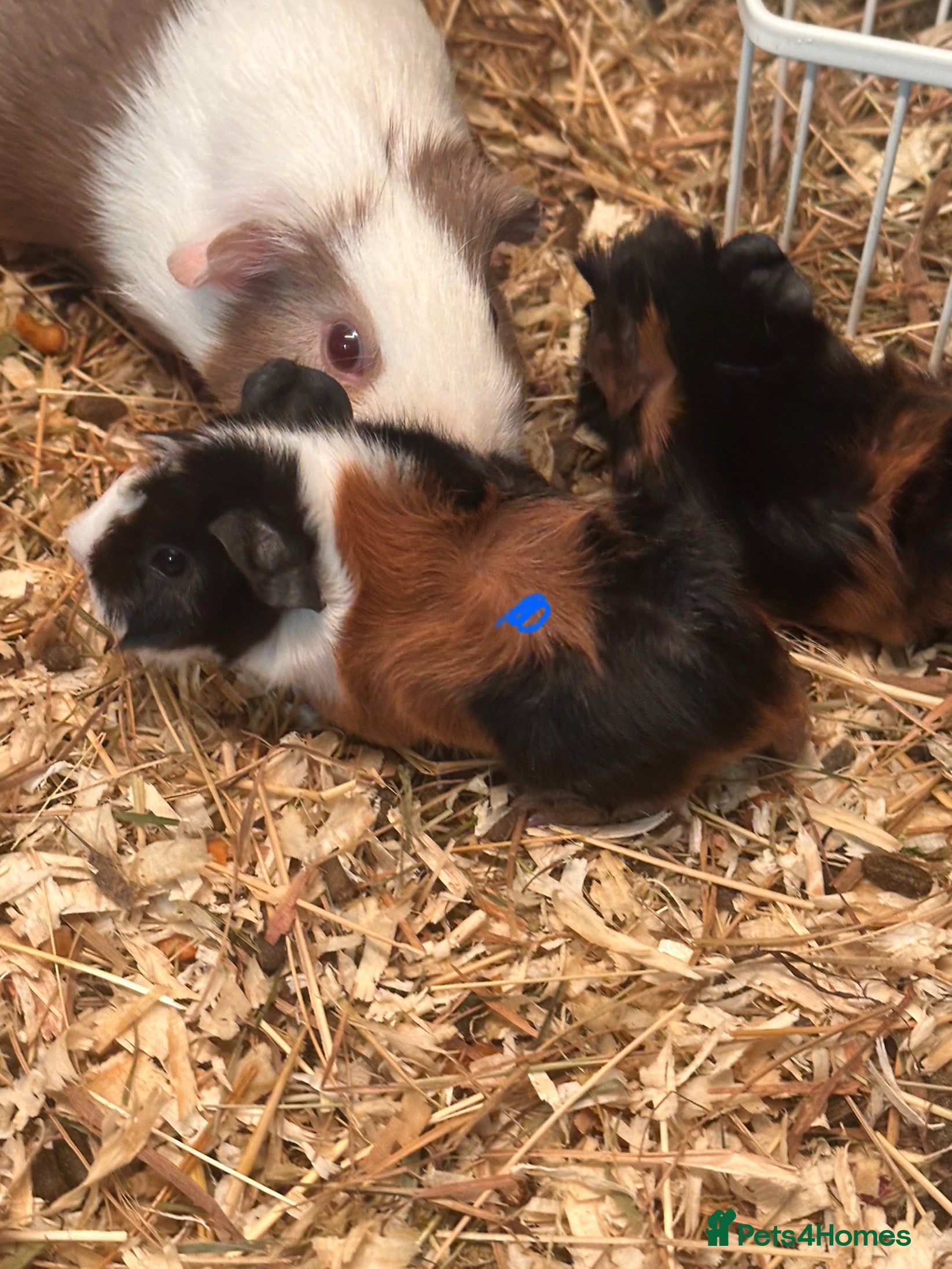 Guinea Pig rodents Gorgeous baby Guineapigs  - Advert 10