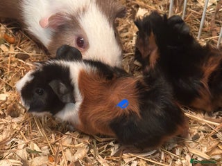 Guinea Pig rodents Gorgeous baby Guineapigs - Advert 1