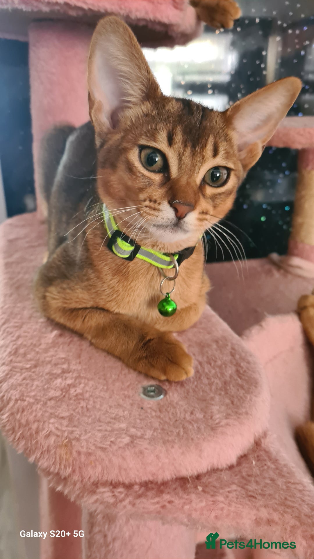 Abyssinian cats for sale: Abisinian kittens  - Image 13