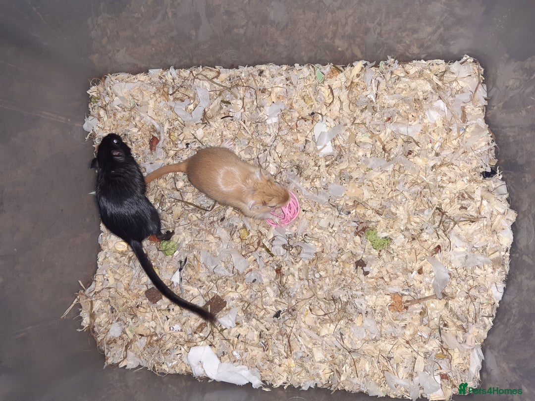 Gerbil rodents for sale: Super friendly gerbils from hobby breeder  - Advert 33