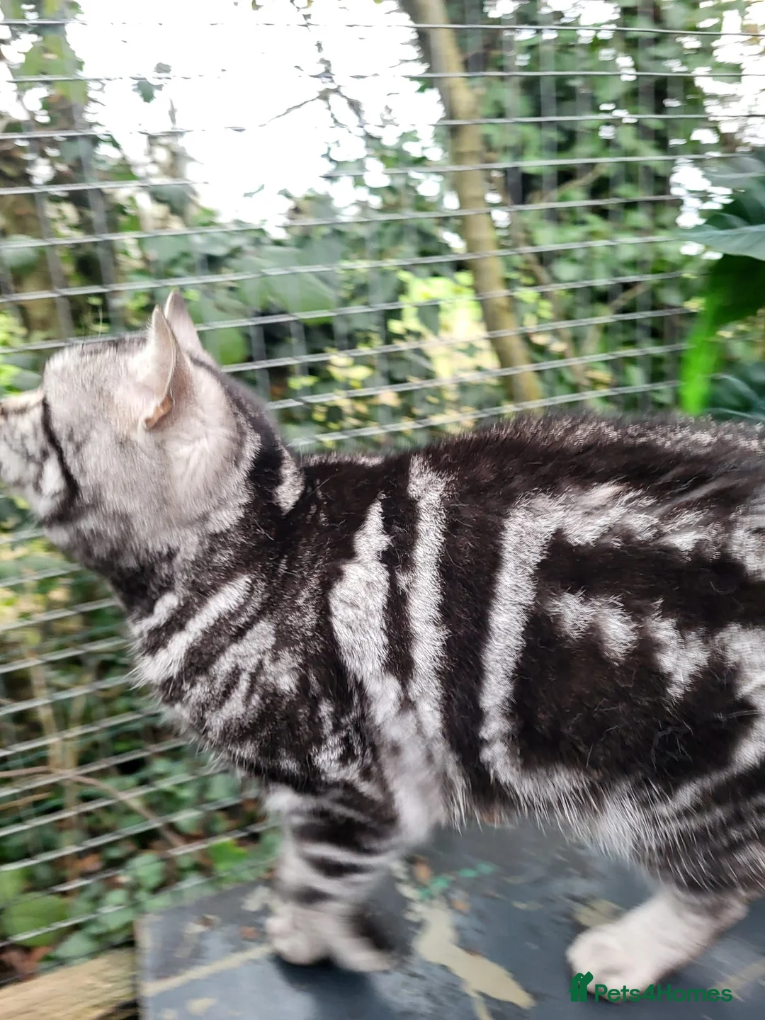 British Shorthair cats for sale: 😻 Gorgeous Phoebe for Sale! 😻Pedigree BSH Tabby - Advert 3